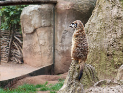Der Wächter (The Guardian)