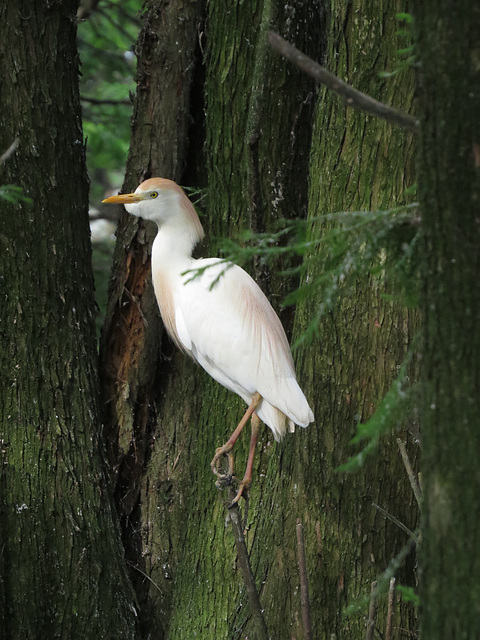 Cattle egret