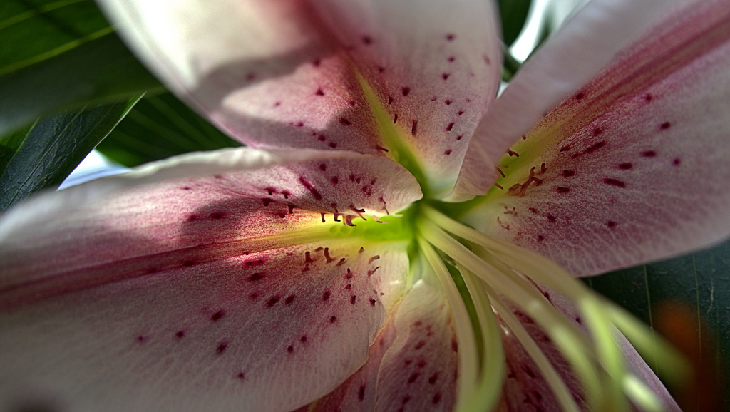 Pink Lily