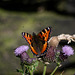 Small Tortoiseshell Butterfly