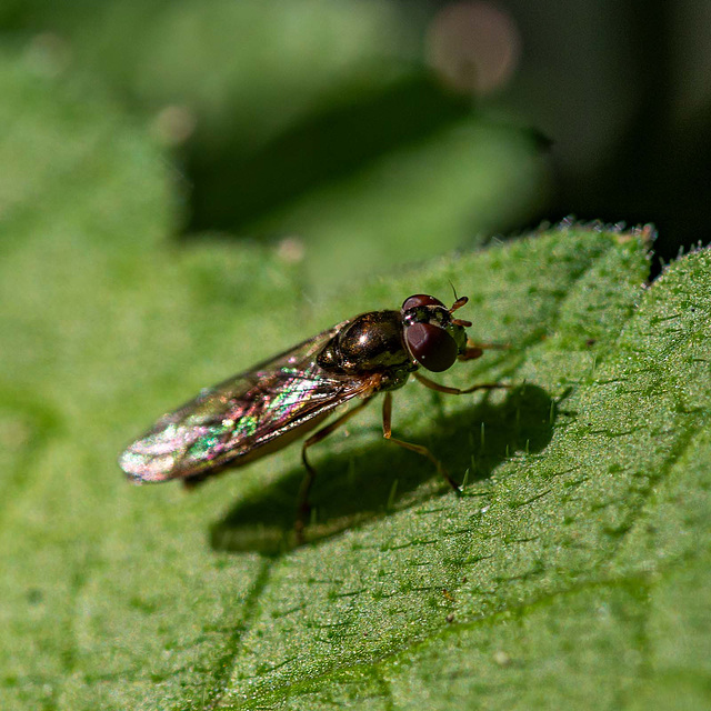 Fly macro