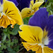 Two Toned Pansies.