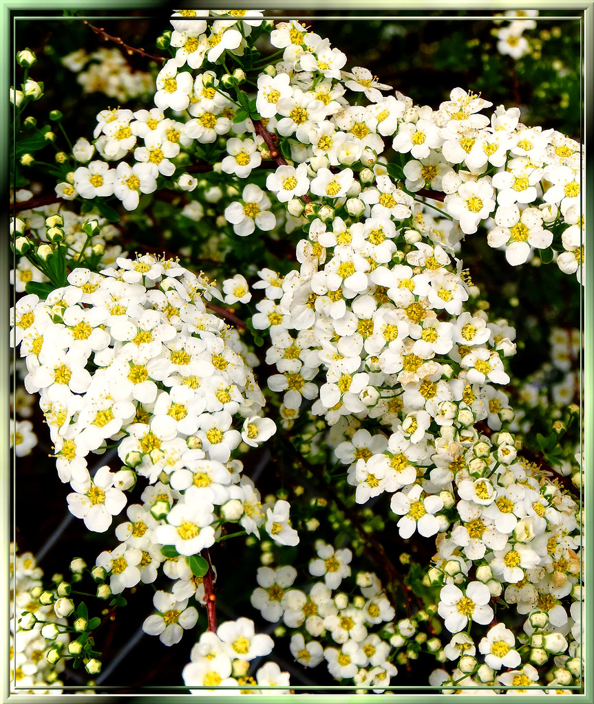 Frühling im Allgäu. Der  'Schnee'  des Weißdorn. ©UdoSm