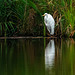 Great white egret