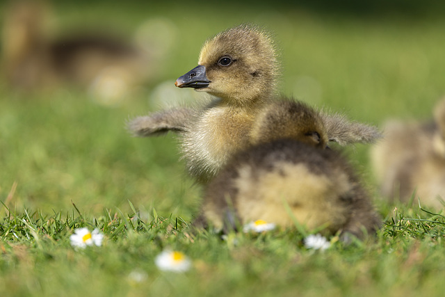Greylag gosling
