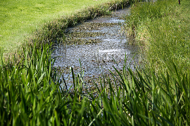 20140908 4906VRAw [NL] Biotop, Terschelling