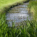 20140908 4906VRAw [NL] Biotop, Terschelling