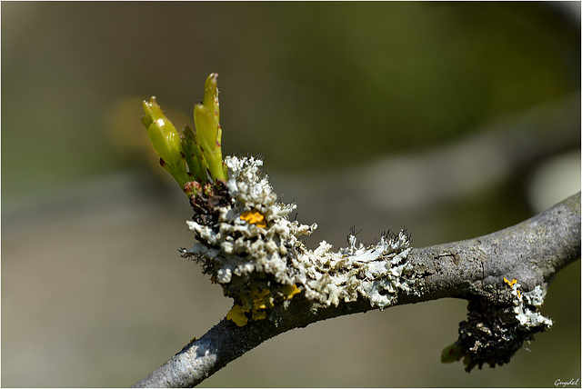 Le Printemps du vieux jujubier (2)