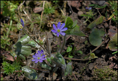 Hepatica nobilis (2)