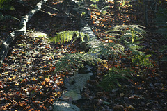 Ferns and Bark