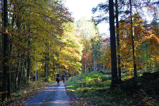 Mit dem Pferd  durch den Wald