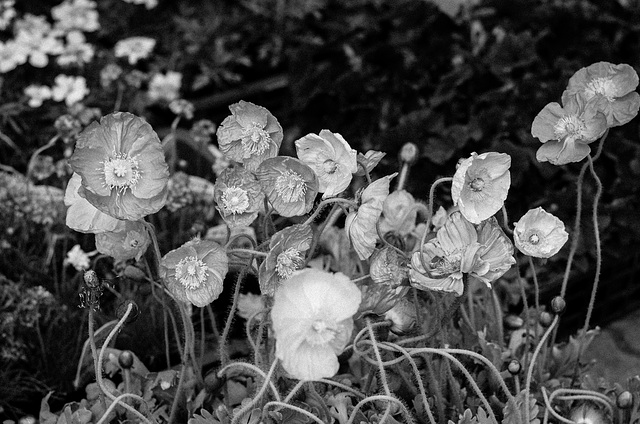 Poppies