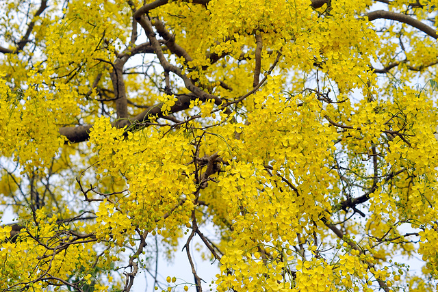 20120422-7130 Cassia fistula L.