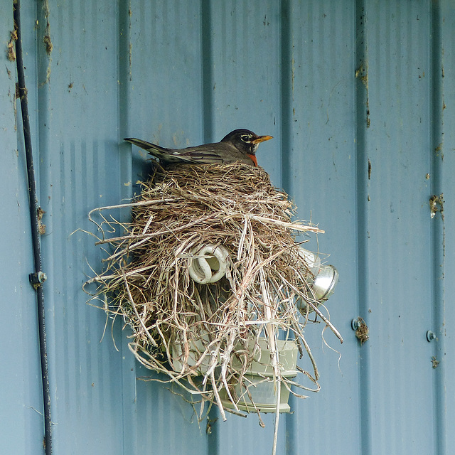 Day 4, American Robin, near Leamington, Ontario