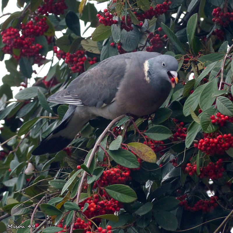 Dans mon jardin