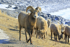 Bighorn Sheep