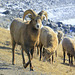 Bighorn Sheep