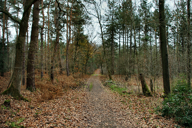 Haard, Datteln / 1.12.2018