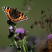 Small Tortoiseshell Butterfly