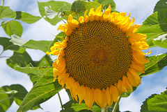 Sunflower-Gravelbourg