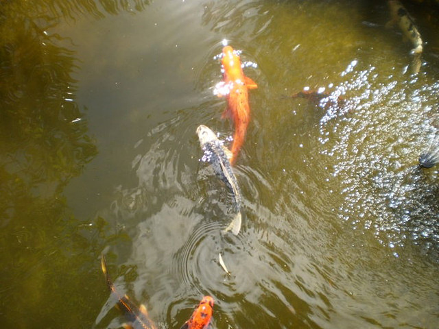 Koi carps (Cyprinus rubrofuscus).