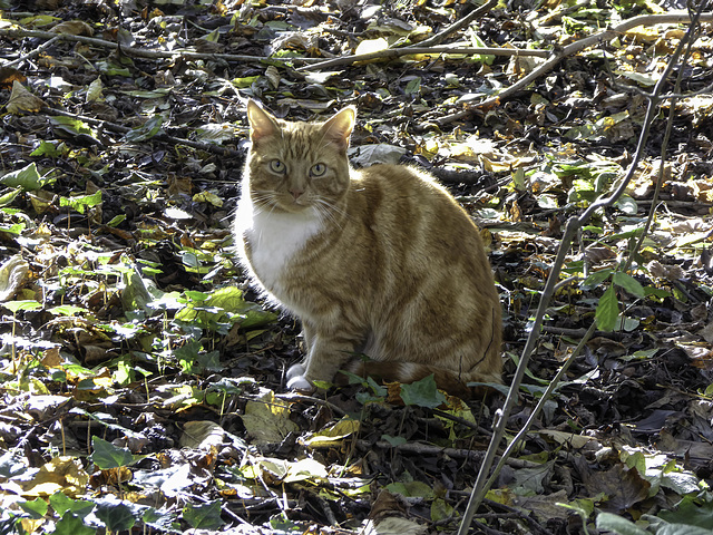 Woodland cat - often seen patrolling the woods