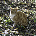Woodland cat - often seen patrolling the woods