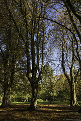 Hebst im Stephen's Green Park (© Buelipix)