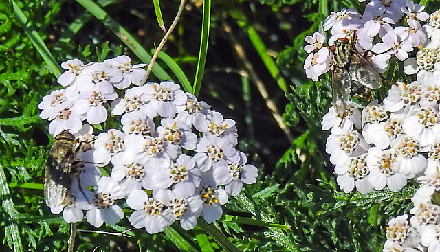 20230809 3630CPw [D~PB] Schafgarbe, Graue Fleischfliege (Sarcophaga carnaria), Graugelbe Polsterfliege (Pollenia cf. rudis), Steinhorster Becken