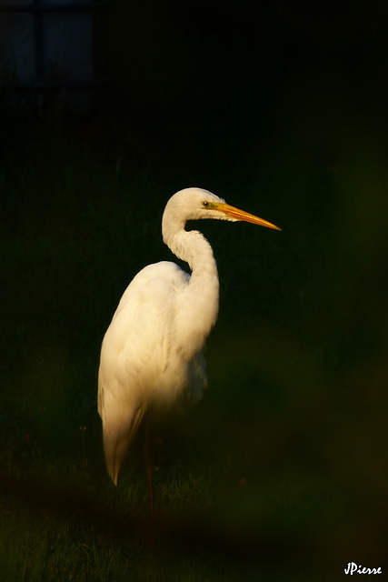 La grande aigrette, le soir.