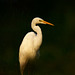 La grande aigrette, le soir.