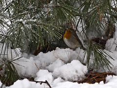 The robin and snow - Burcina Park, Biella