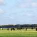 20140908 4905VRAw [NL] Pferde, Terschelling