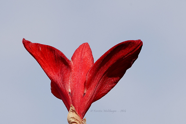 Gladiole