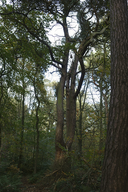 Gosforth Woods