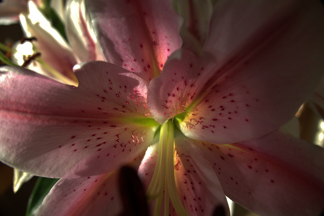 Pink Lily