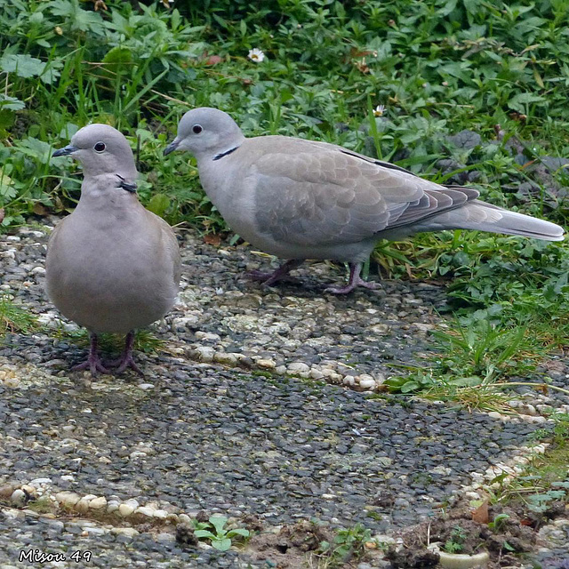 Dans mon jardin