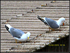 Gaviotas urbanas.