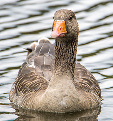 A greylag goose