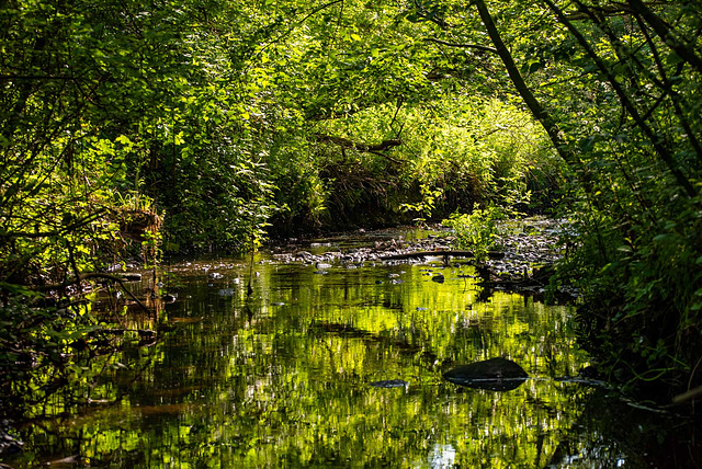 Rivacre brook