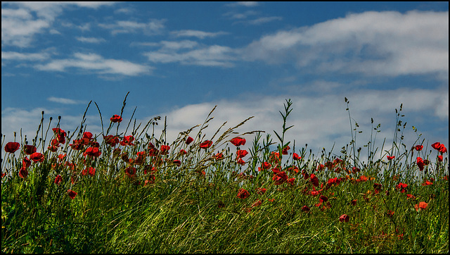 Catch The Summerwind