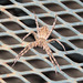 Spider on outdoor dining table