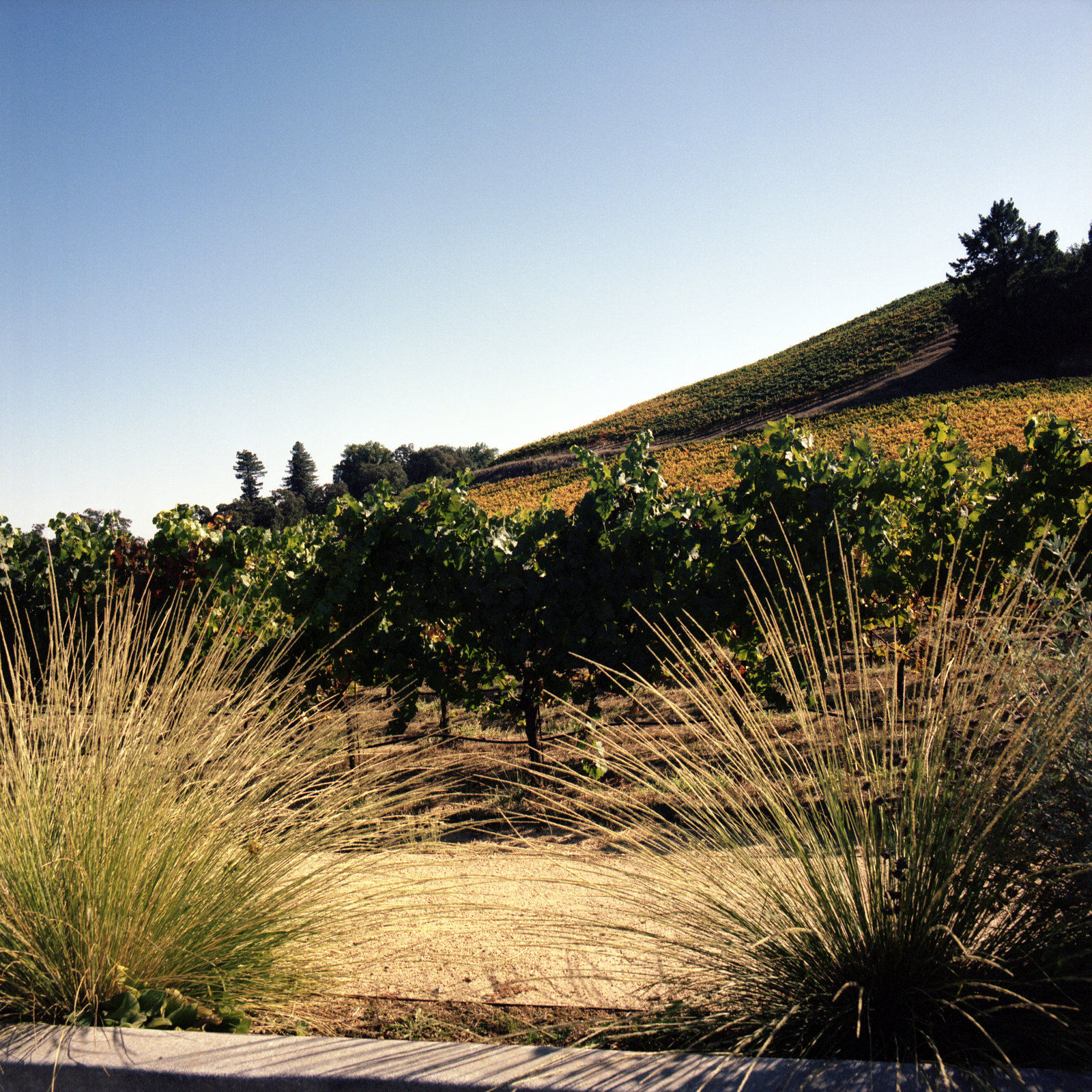 Autumn Vines