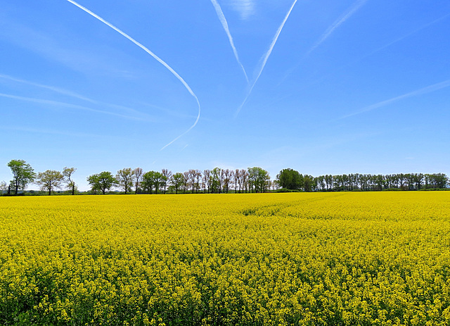 rape field