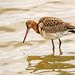 Black tailed godwit