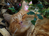 Et la Belle lui miaula , passe ton chemin prince Chat'rmand  .