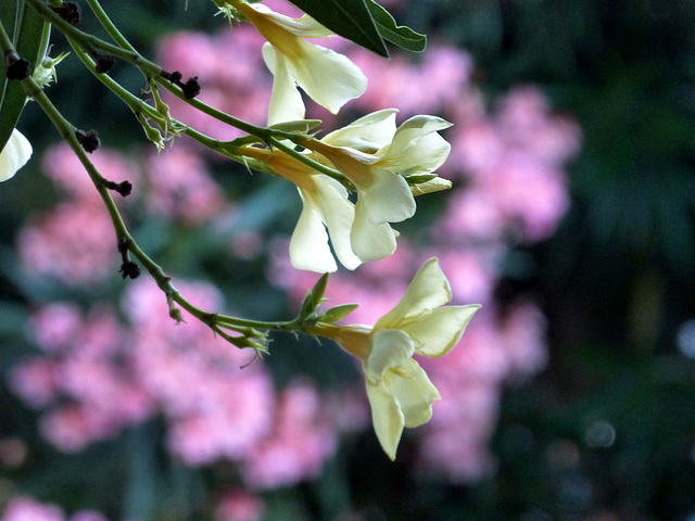 yellow on pink