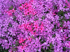 084 Phloxerei - kaum eine andere Teppichpflanze hat diese Blütenfülle