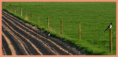 Magpie fence-HFF..for everyone-9-7-2021