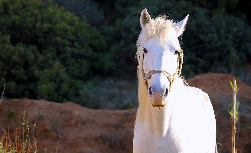 cheval blanc ++